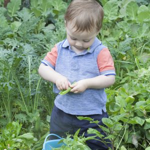 Summer Produce Guide: Baby Led Weaning